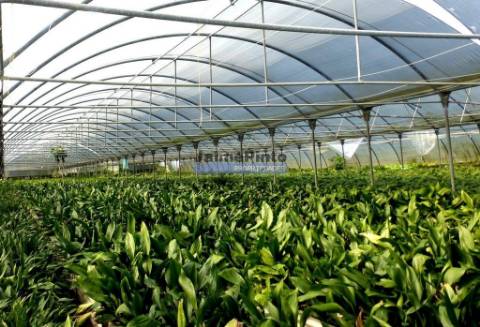 10 Ha terra plantações verduras e casa. Portugal, Algarve, Lagos