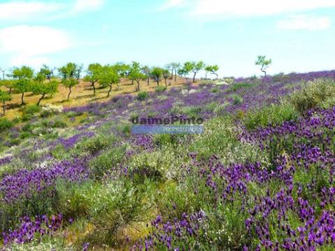 78.000m2 Terreno para Plantações e para construção Casa de Campo. Portugal, Alfândega da Fé.