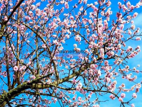 78.000m2 Terreno para Plantações e para construção Casa de Campo. Portugal, Alfândega da Fé.