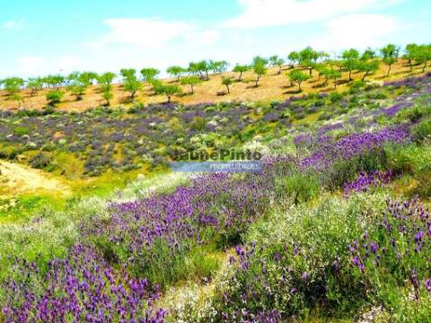 78.000m2 Terreno para Plantações e para construção Casa de Campo. Portugal, Alfândega da Fé.