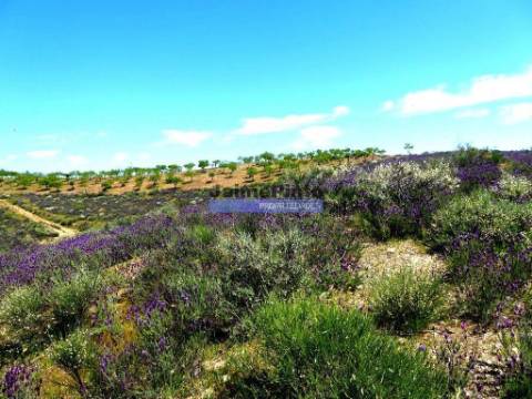 78.000m2 Terreno para Plantações e para construção Casa de Campo. Portugal, Alfândega da Fé.