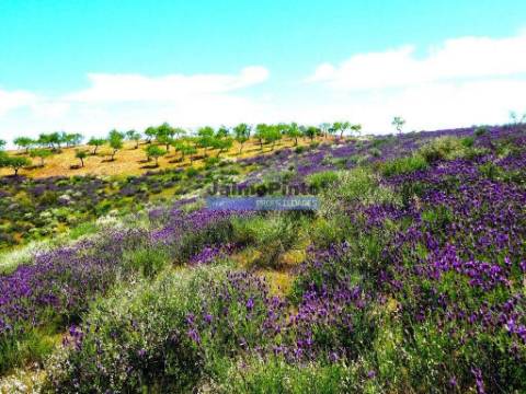 78.000m2 Terreno para Plantações e para construção Casa de Campo. Portugal, Alfândega da Fé.