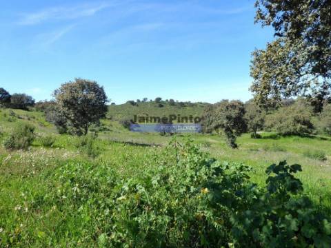 610.000m2 terra p/ plantações novas, pasto e gado. Portugal, Alentejo, Almodôvar.