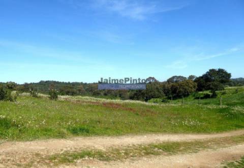 610.000m2 terra p/ plantações novas, pasto e gado. Portugal, Alentejo, Almodôvar.
