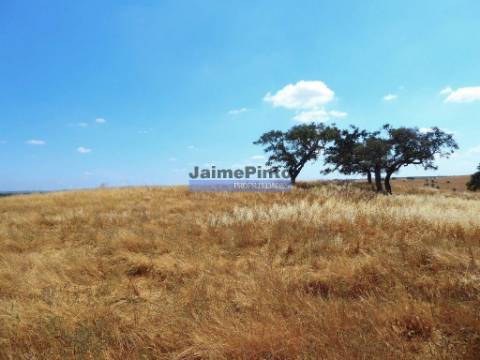 610.000m2 terra p/ plantações novas, pasto e gado. Portugal, Alentejo, Almodôvar.