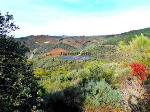 12.000m2 Terra Agrícola p/ plantações novas. Bragança, Alfândega da Fé.