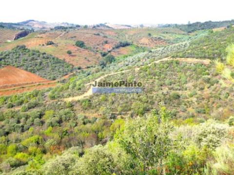 12.000m2 Terra Agrícola p/ plantações novas. Bragança, Alfândega da Fé.