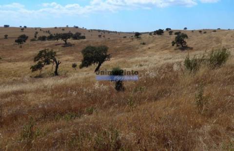 Herdade 162,5ha no Alentejo. Portugal, Beja, Almodôvar