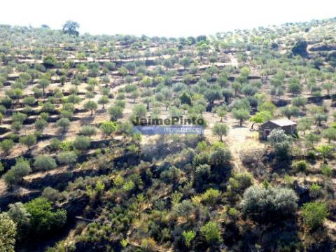 7,0 HA OLIVAL e CASA de CAMPO. Portugal, Barca dAlva, F. C. Rodrigo.