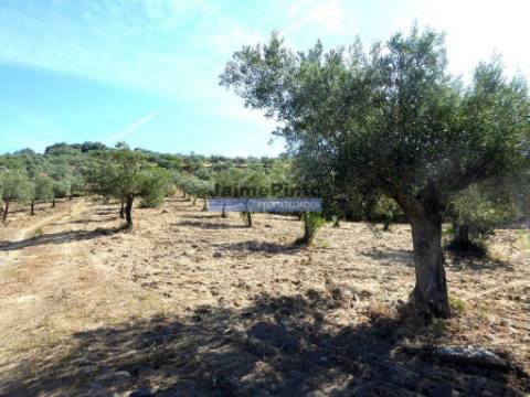 7,0 HA OLIVAL e CASA de CAMPO. Portugal, Barca dAlva, F. C. Rodrigo.