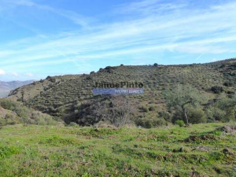 7,0 HA OLIVAL e CASA de CAMPO. Portugal, Barca dAlva, F. C. Rodrigo.