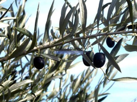 7,0 HA OLIVAL e CASA de CAMPO. Portugal, Barca dAlva, F. C. Rodrigo.