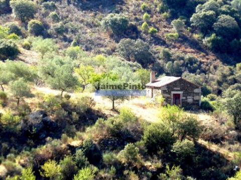 7,0 HA OLIVAL e CASA de CAMPO. Portugal, Barca dAlva, F. C. Rodrigo.