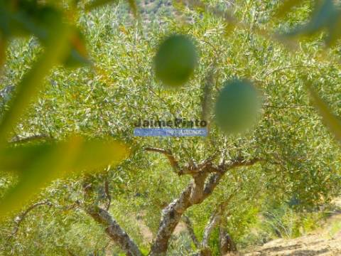 OLIVAL 3ha, 330 árvores, em produção. Portugal, Figueira de Castelo Rodrigo.