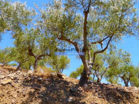 OLIVAL 3ha, 330 árvores, em produção. Portugal, Figueira de Castelo Rodrigo.