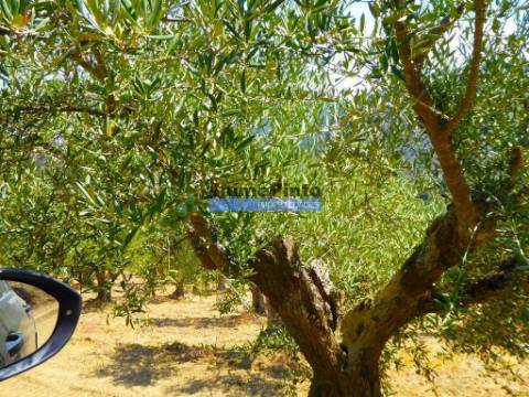 OLIVAL 3ha, 330 árvores, em produção. Portugal, Figueira de Castelo Rodrigo.