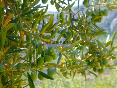 OLIVAL 3ha, 330 árvores, em produção. Portugal, Figueira de Castelo Rodrigo.