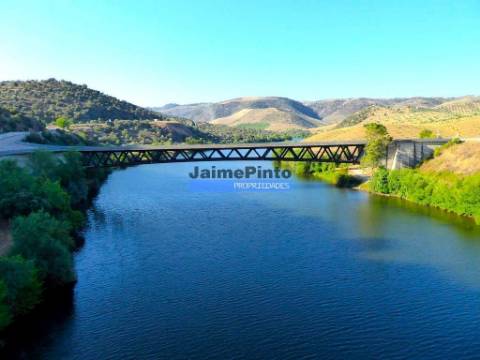 OLIVAL 3ha, 330 árvores, em produção. Portugal, Figueira de Castelo Rodrigo.