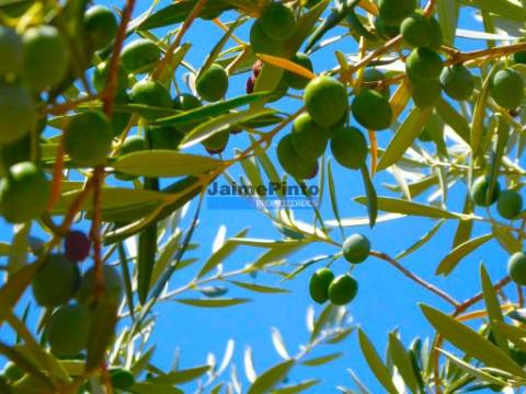 OLIVAL 3ha, 330 árvores, em produção. Portugal, Figueira de Castelo Rodrigo.