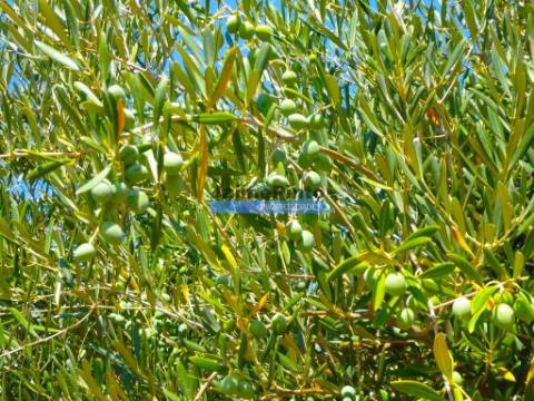 OLIVAL 3ha, 330 árvores, em produção. Portugal, Figueira de Castelo Rodrigo.