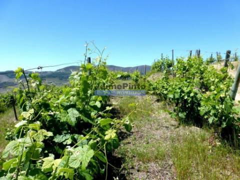 Quinta de Vinho do Porto e Doc. Portugal, Douro, Pinhão.