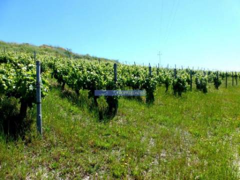 Quinta de Vinho do Porto e Doc. Portugal, Douro, Pinhão.