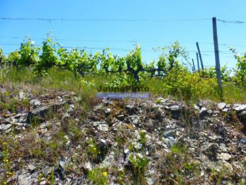 Quinta de Vinho do Porto e Doc. Portugal, Douro, Pinhão.