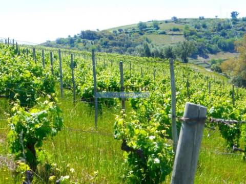 Quinta de Vinho do Porto e Doc. Portugal, Douro, Pinhão.
