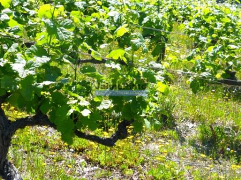 Quinta de Vinho do Porto e Doc. Portugal, Douro, Pinhão.