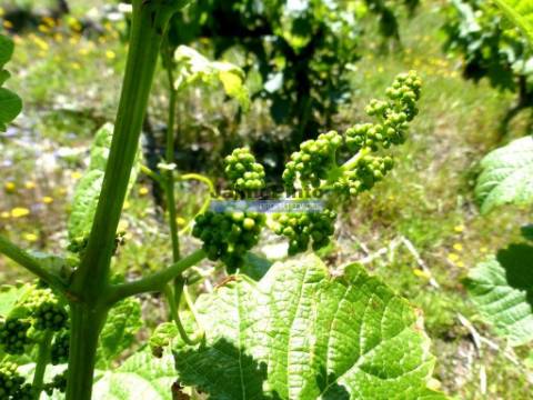 Quinta de Vinho do Porto e Doc. Portugal, Douro, Pinhão.