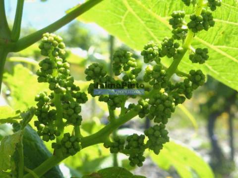 Quinta de Vinho do Porto e Doc. Portugal, Douro, Pinhão.