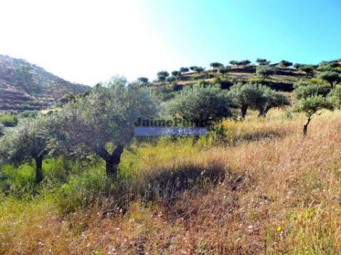 11ha olival amendoal ruína. Barca D'Alva, F.C. Rodrigo.