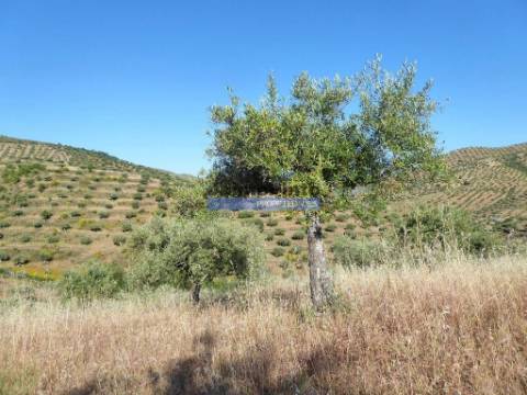 11ha olival amendoal ruína. Barca D'Alva, F.C. Rodrigo.
