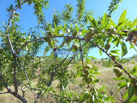 11ha olival amendoal ruína. Barca D'Alva, F.C. Rodrigo.