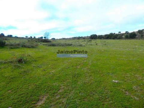 48ha p/ plantações novas, com olival, sobreiros, ruínas e próximo do Rio Douro. Portugal, F. C. Rodrigo.