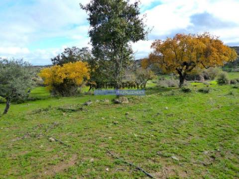 48ha p/ plantações novas, com olival, sobreiros, ruínas e próximo do Rio Douro. Portugal, F. C. Rodrigo.