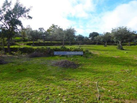 48ha p/ plantações novas, com olival, sobreiros, ruínas e próximo do Rio Douro. Portugal, F. C. Rodrigo.