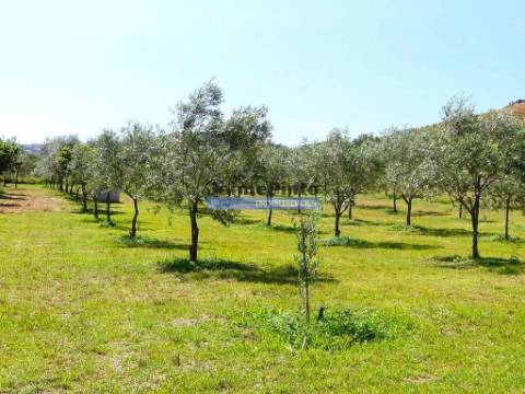 88ha c/ Olival, Cortiça, Floresta e terra p/ novas plantações, Armazém/Casa Ruína. Portugal, Alfândega da Fé.