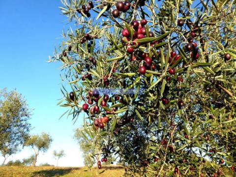 88ha c/ Olival, Cortiça, Floresta e terra p/ novas plantações, Armazém/Casa Ruína. Portugal, Alfândega da Fé.