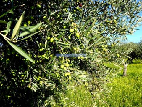 88ha c/ Olival, Cortiça, Floresta e terra p/ novas plantações, Armazém/Casa Ruína. Portugal, Alfândega da Fé.