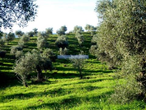 88ha c/ Olival, Cortiça, Floresta e terra p/ novas plantações, Armazém/Casa Ruína. Portugal, Alfândega da Fé.