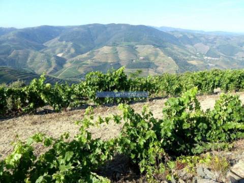 Propriedade de 14ha com Vinha no Douro. Portugal, S. João da Pesqueira, Douro.