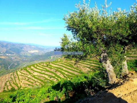 Propriedade de 14ha com Vinha no Douro. Portugal, S. João da Pesqueira, Douro.