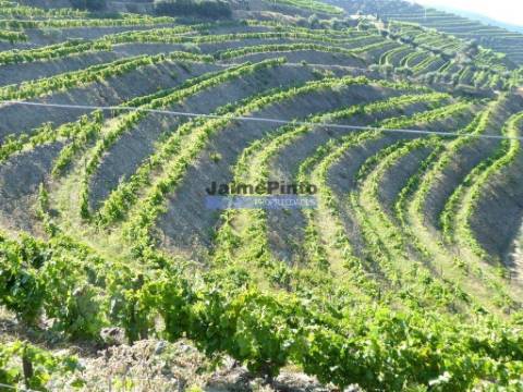 Propriedade de 14ha com Vinha no Douro. Portugal, S. João da Pesqueira, Douro.