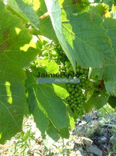 Propriedade de 14ha com Vinha no Douro. Portugal, S. João da Pesqueira, Douro.