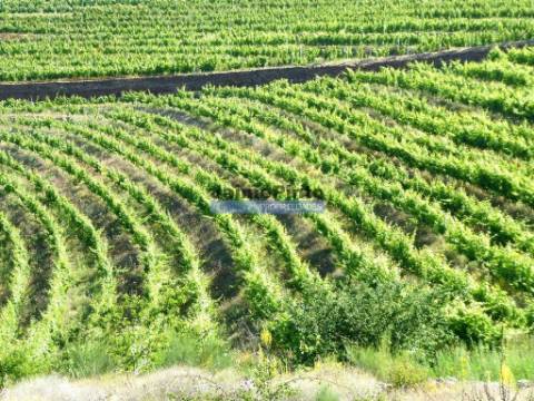 Propriedade de 14ha com Vinha no Douro. Portugal, S. João da Pesqueira, Douro.