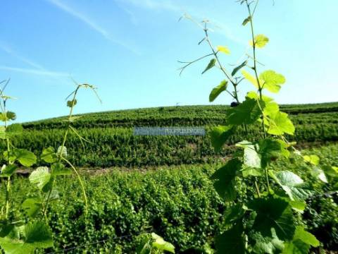 Propriedade de 14ha com Vinha no Douro. Portugal, S. João da Pesqueira, Douro.