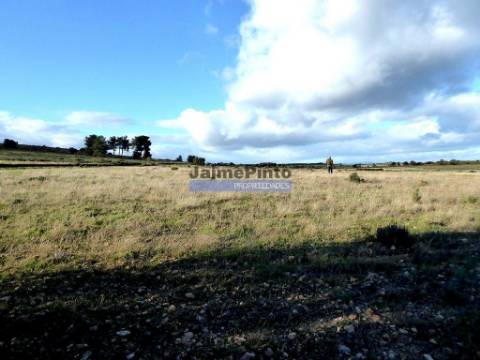 Terreno 210 000m2 p/ novas plantações, F. C. Rodrigo. Portugal, Guarda, F. C. Rodrigo.