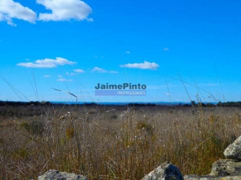 Terreno 210 000m2 p/ novas plantações, F. C. Rodrigo. Portugal, Guarda, F. C. Rodrigo.