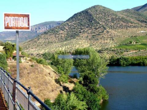 Terreno 210 000m2 p/ novas plantações, F. C. Rodrigo. Portugal, Guarda, F. C. Rodrigo.